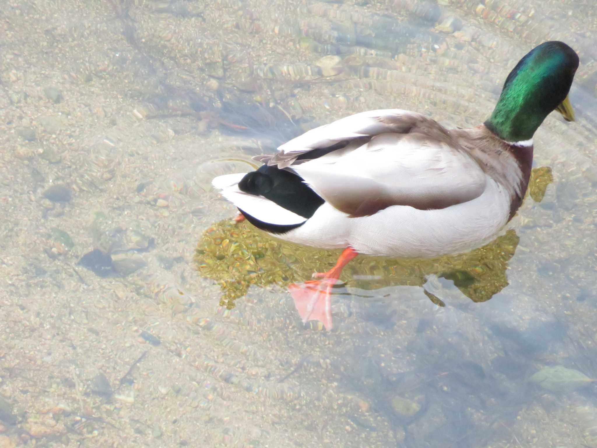 Photo of Mallard at 西宮市 大池 by Tsubasa Abu