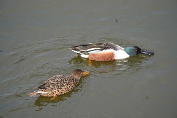 Fri, 3/25/2022 Birding report at 西宮市 大池