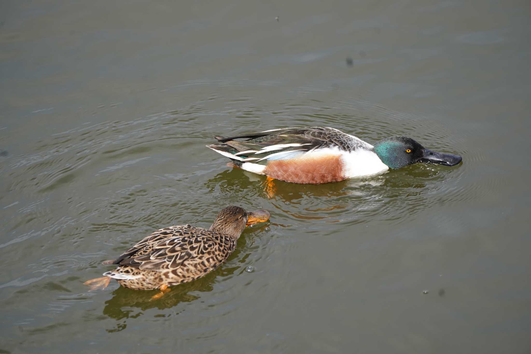 Photo of Northern Shoveler at 西宮市 大池 by Tsubasa Abu