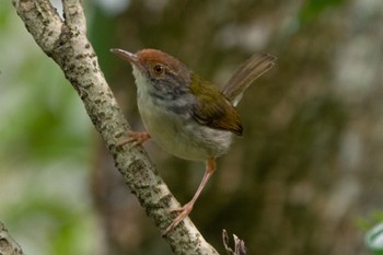 Common Tailorbird Singapore Botanic Gardens Sun, 3/20/2022