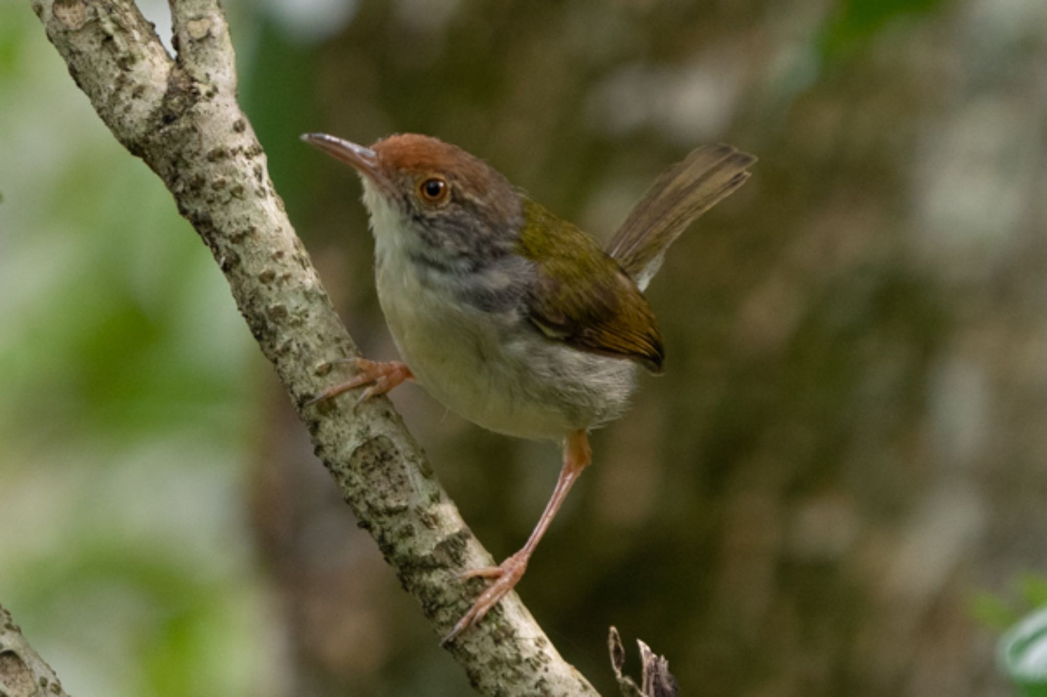 Photo of Common Tailorbird at Singapore Botanic Gardens by T K