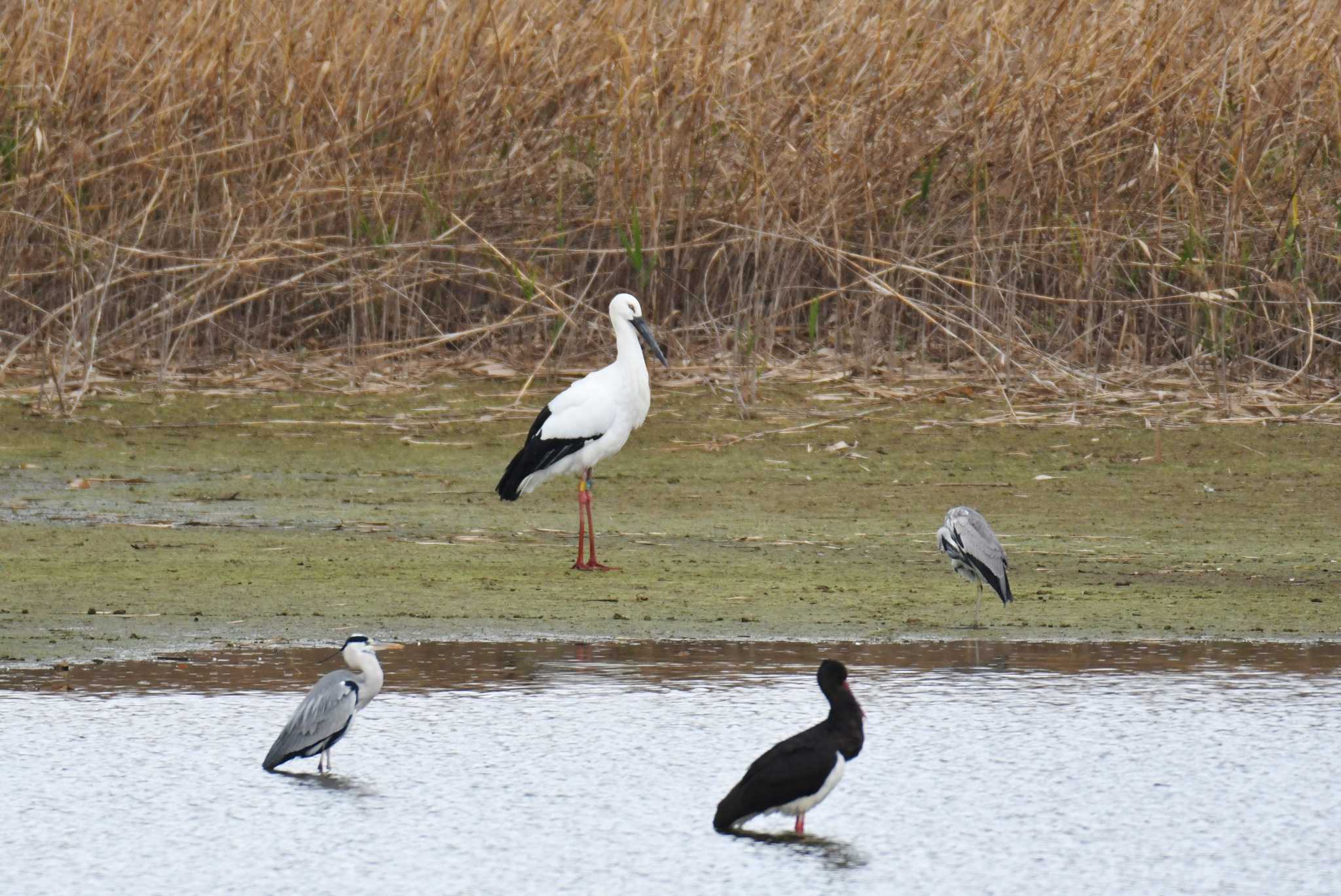 和歌山県 コウノトリの写真 by あひる