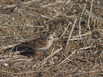 2022年3月25日(金) ふれあい松戸川の野鳥観察記録