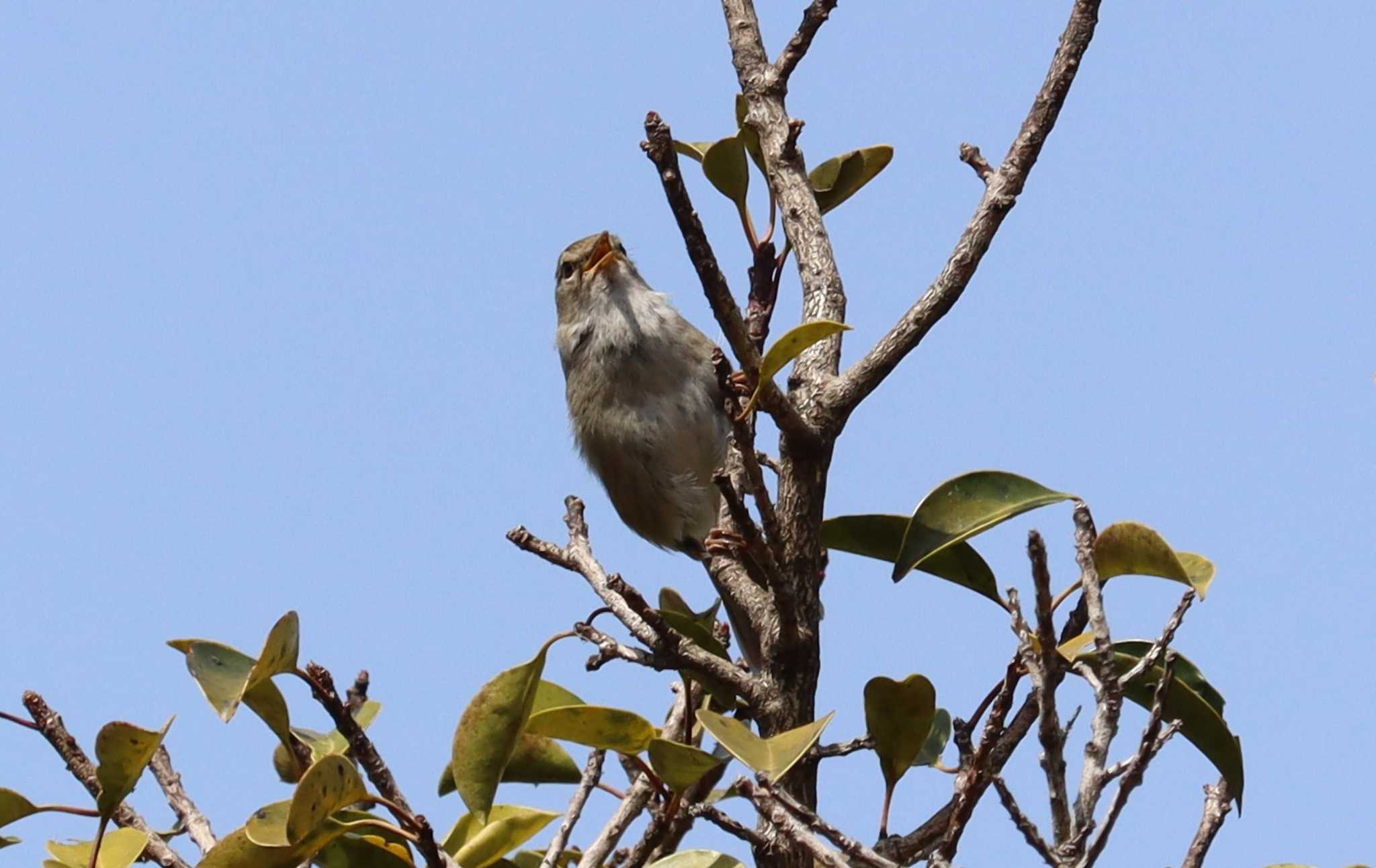 Japanese Bush Warbler