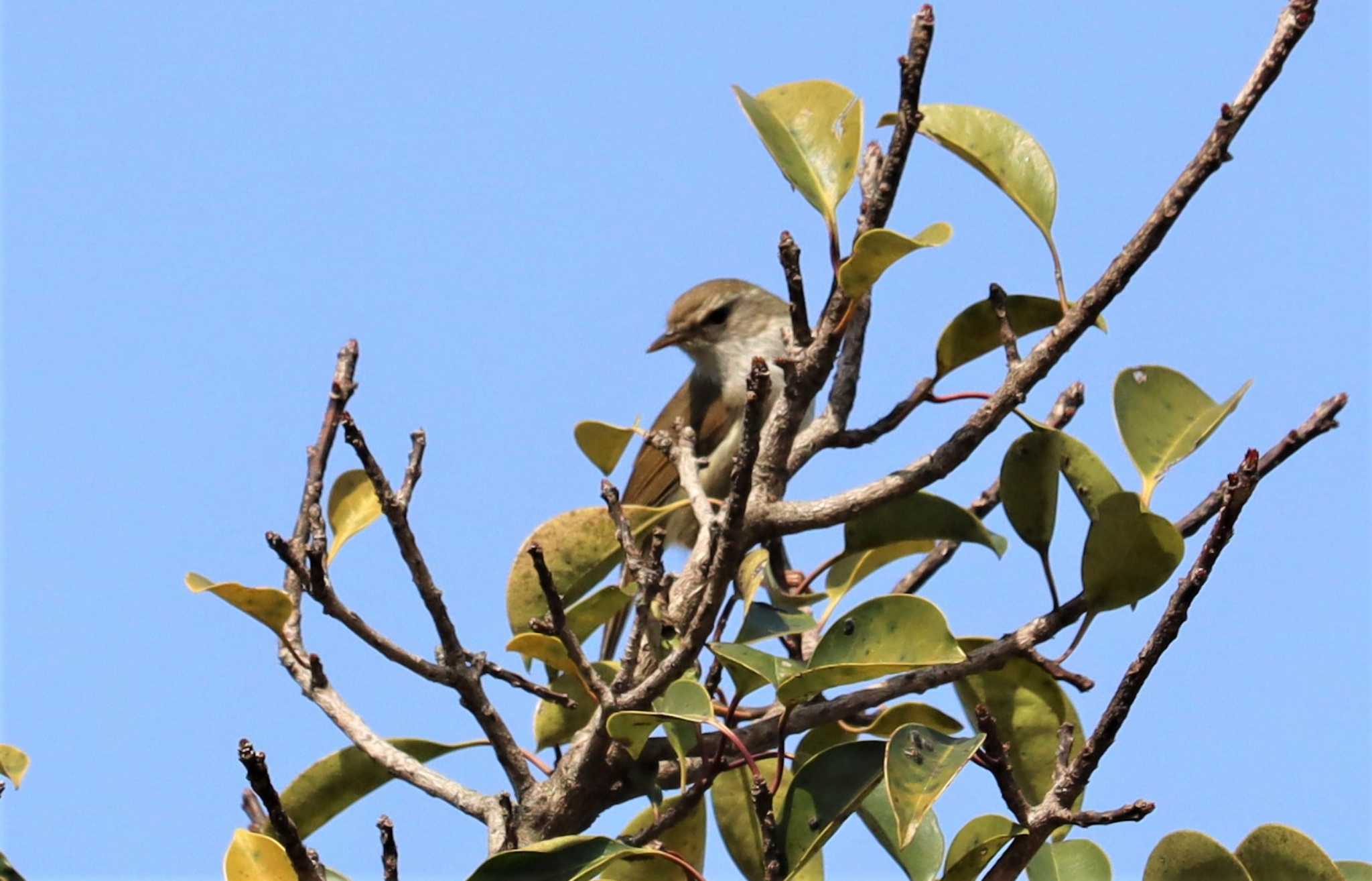 Japanese Bush Warbler