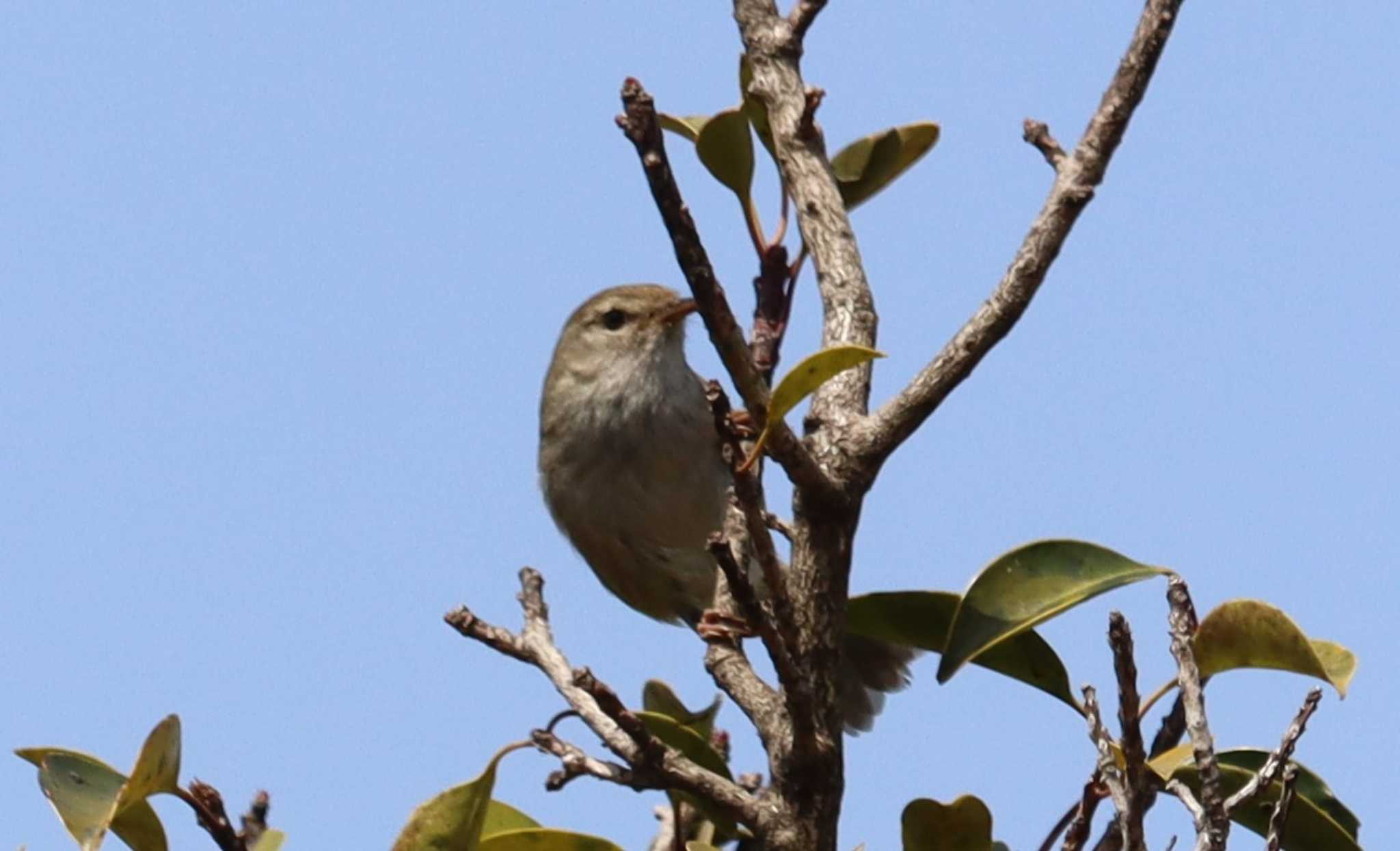 Japanese Bush Warbler