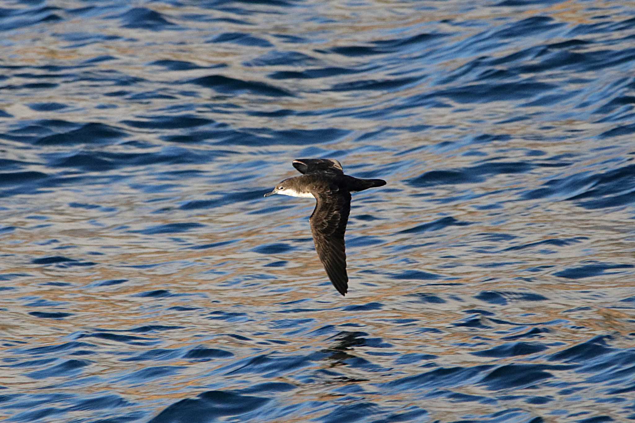 Galapagos Islands(Ecuador) ガラパゴスミズナギドリの写真 by とみやん