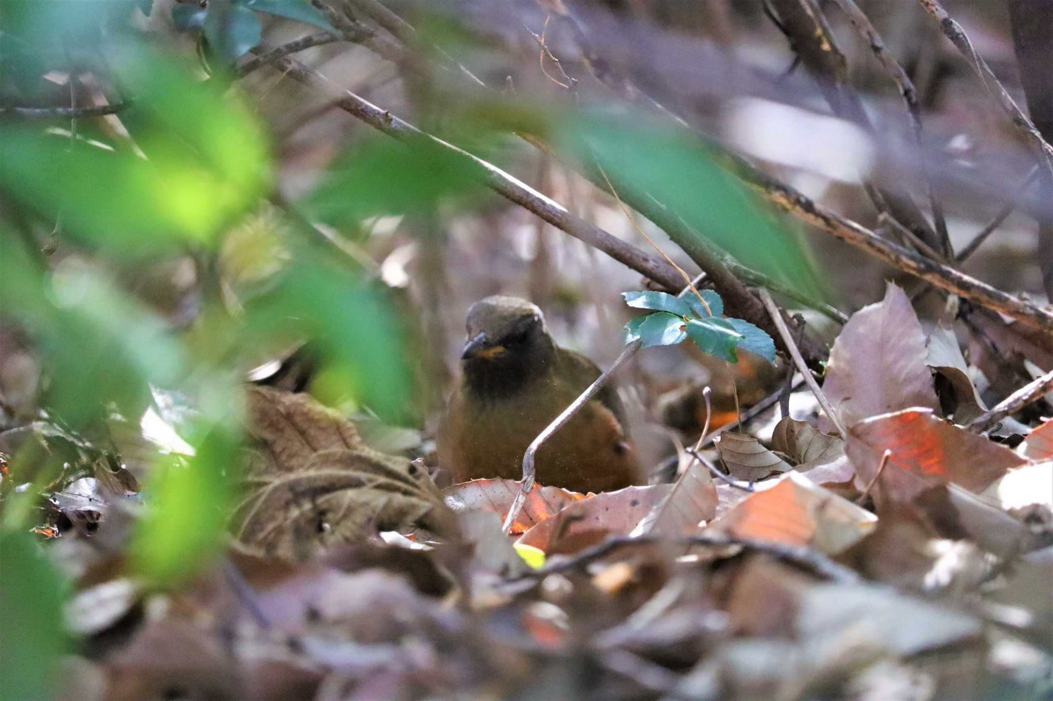 Brown-headed Thrush