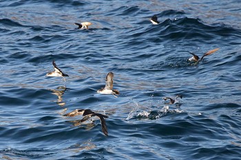 ガラパゴスミズナギドリ Galapagos Islands(Ecuador) 2017年9月17日(日)