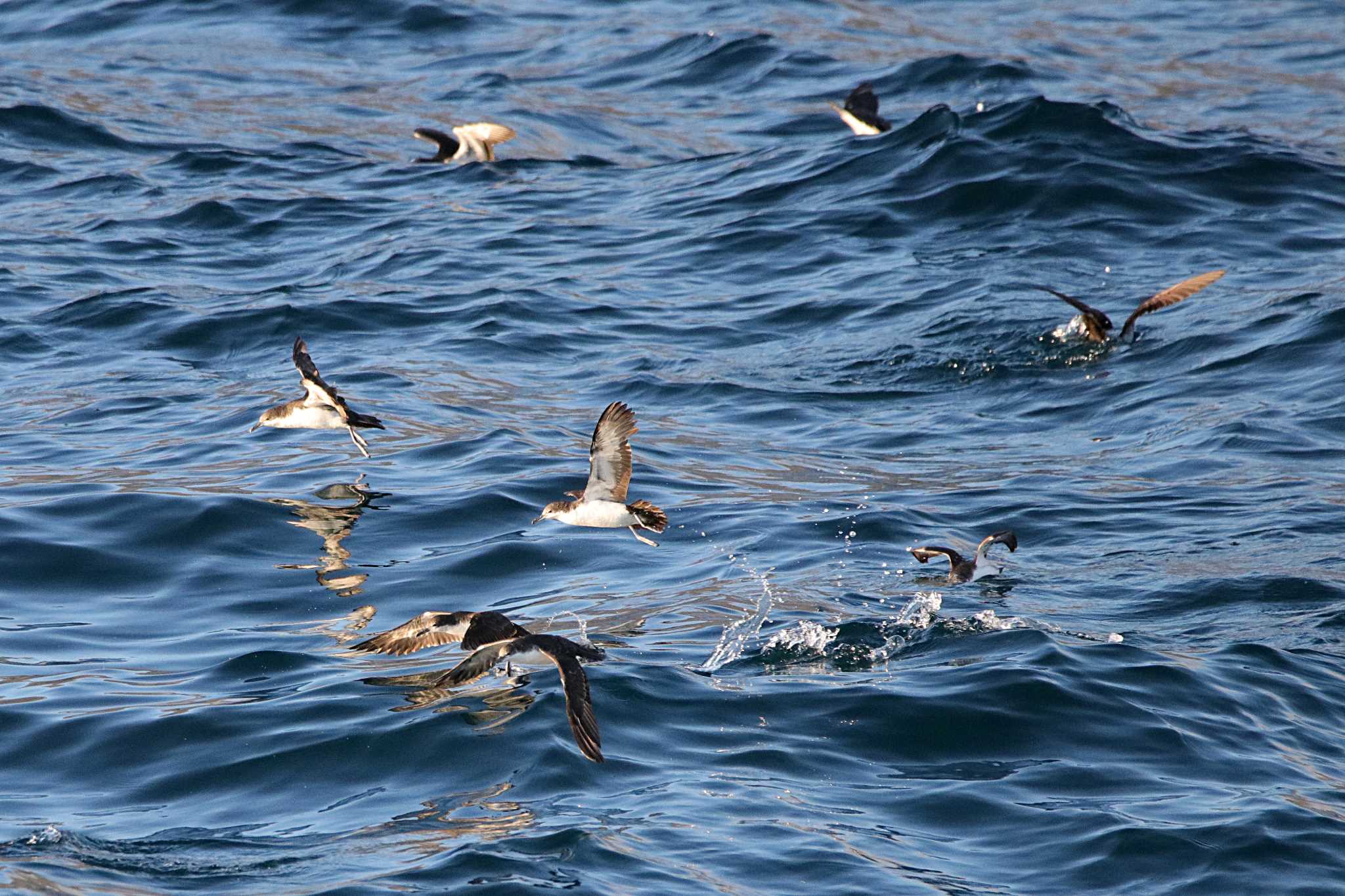 Galapagos Shearwater