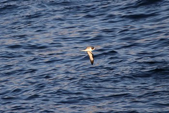 Galapagos Petrel Galapagos Islands(Ecuador) Sun, 9/17/2017