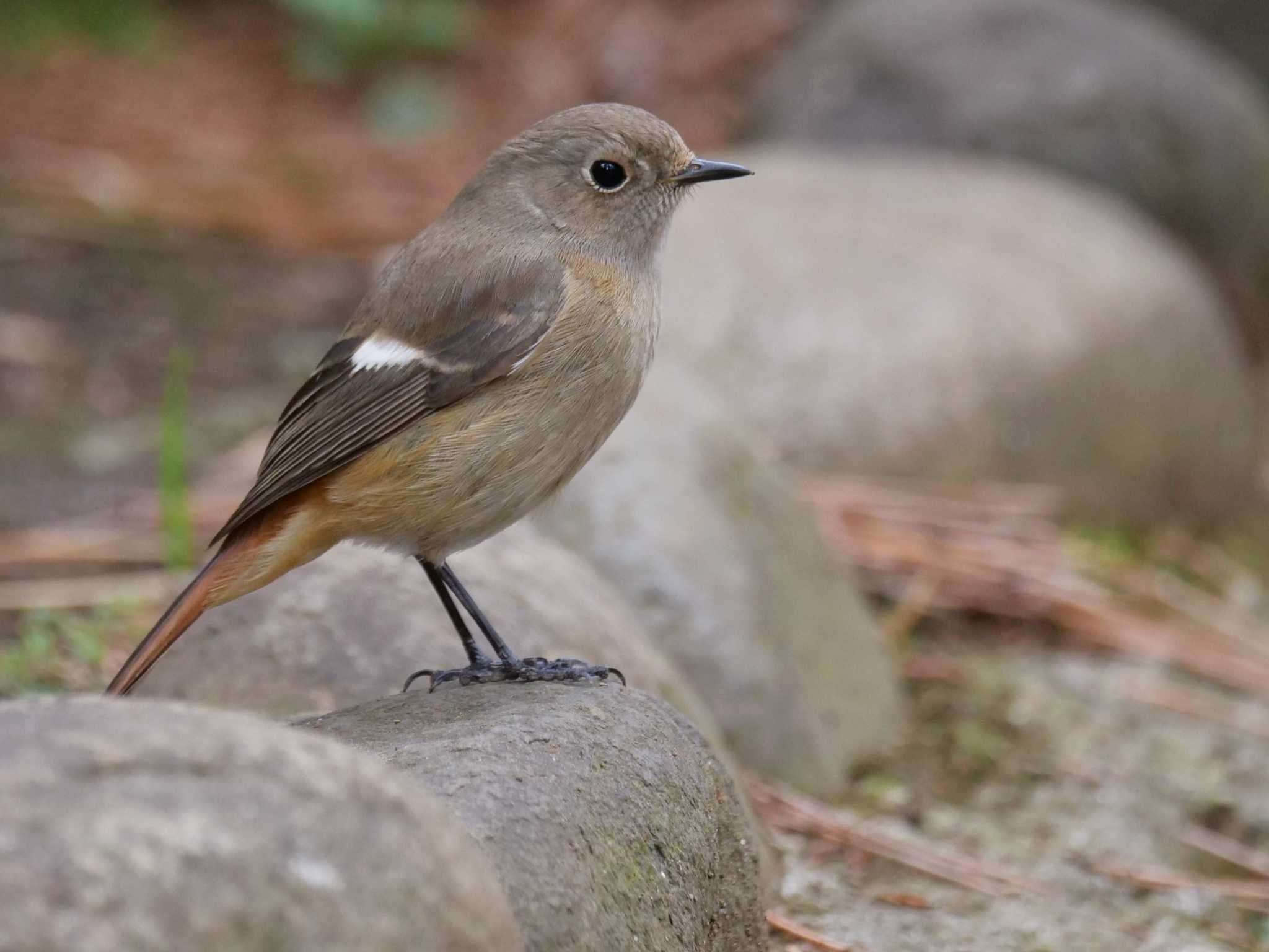 石の上は初めて・・ by little birds