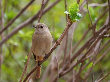 Daurian Redstart 洗足池(大田区) Mon, 3/21/2022