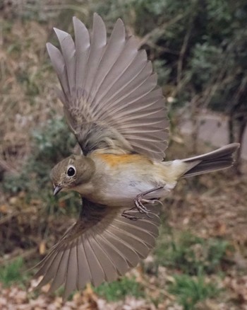 Red-flanked Bluetail 不動ヶ池 Fri, 3/4/2022