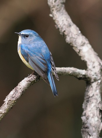 2022年3月17日(木) 不動ヶ池の野鳥観察記録