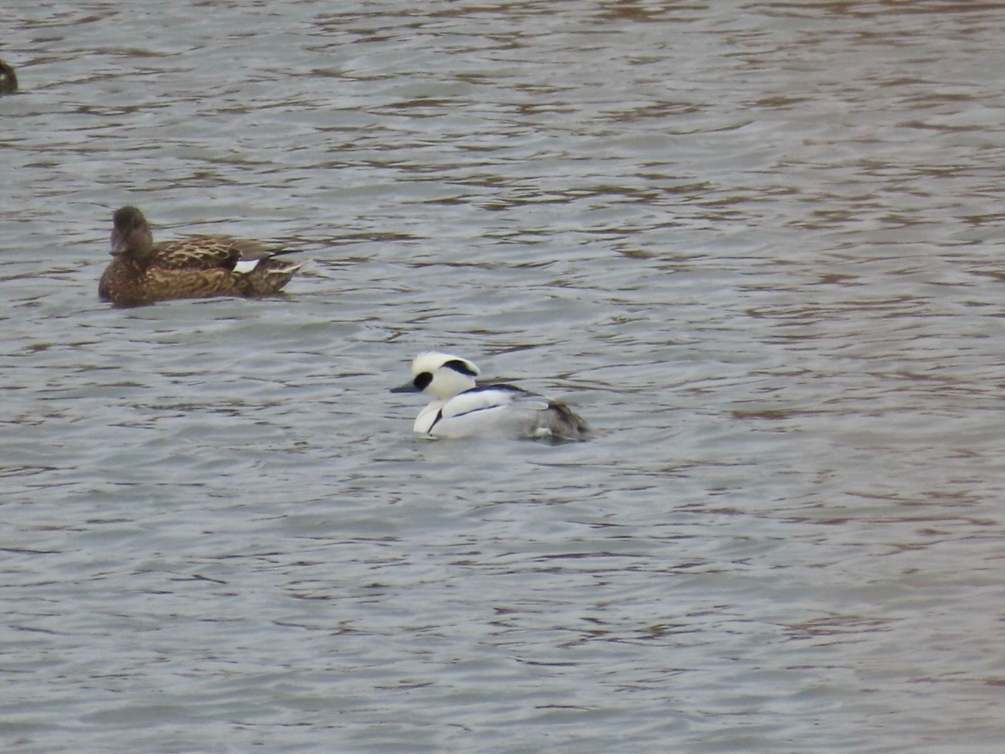 Photo of Smew at 浜名湖 by さきやっこ