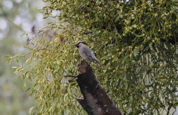 Japanese Waxwing 和歌山城公園 Tue, 3/22/2022