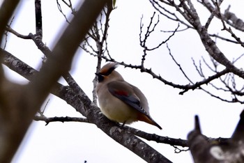 Japanese Waxwing 静岡県 天竜川(浜松市) Mon, 3/21/2022