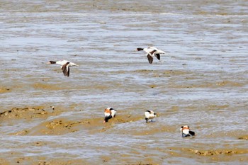 Common Shelduck 肥前鹿島干潟 Thu, 3/24/2022