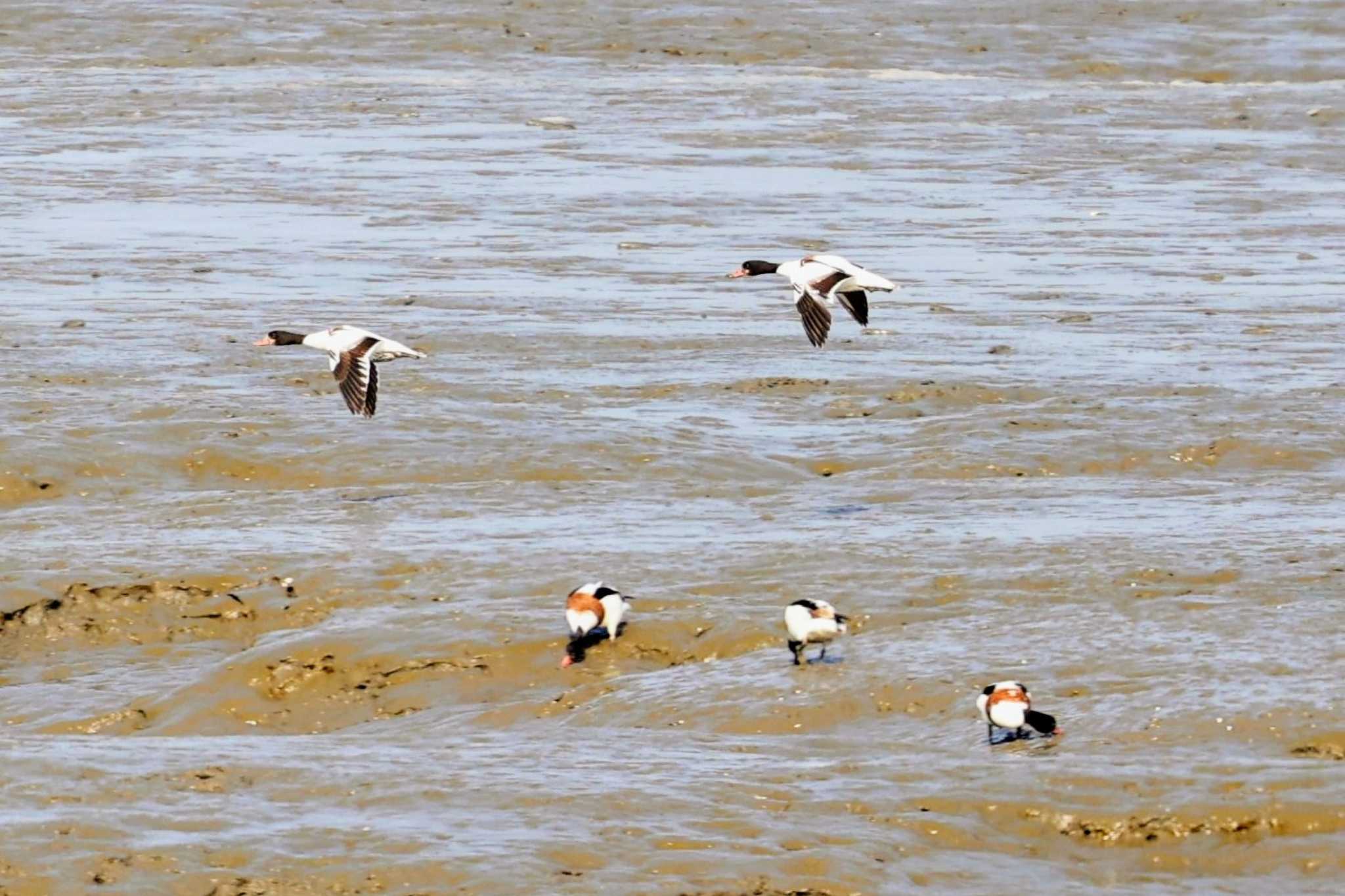 Photo of Common Shelduck at 肥前鹿島干潟 by トビトチヌ