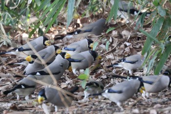 イカル 猪名川公園 2022年3月25日(金)