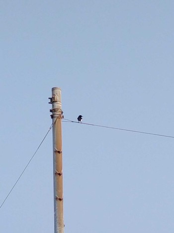 Eurasian Magpie 鹿島新篭 Thu, 3/24/2022