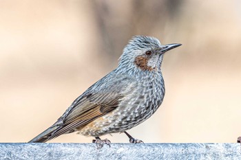 Brown-eared Bulbul 石ケ谷公園 Wed, 2/9/2022