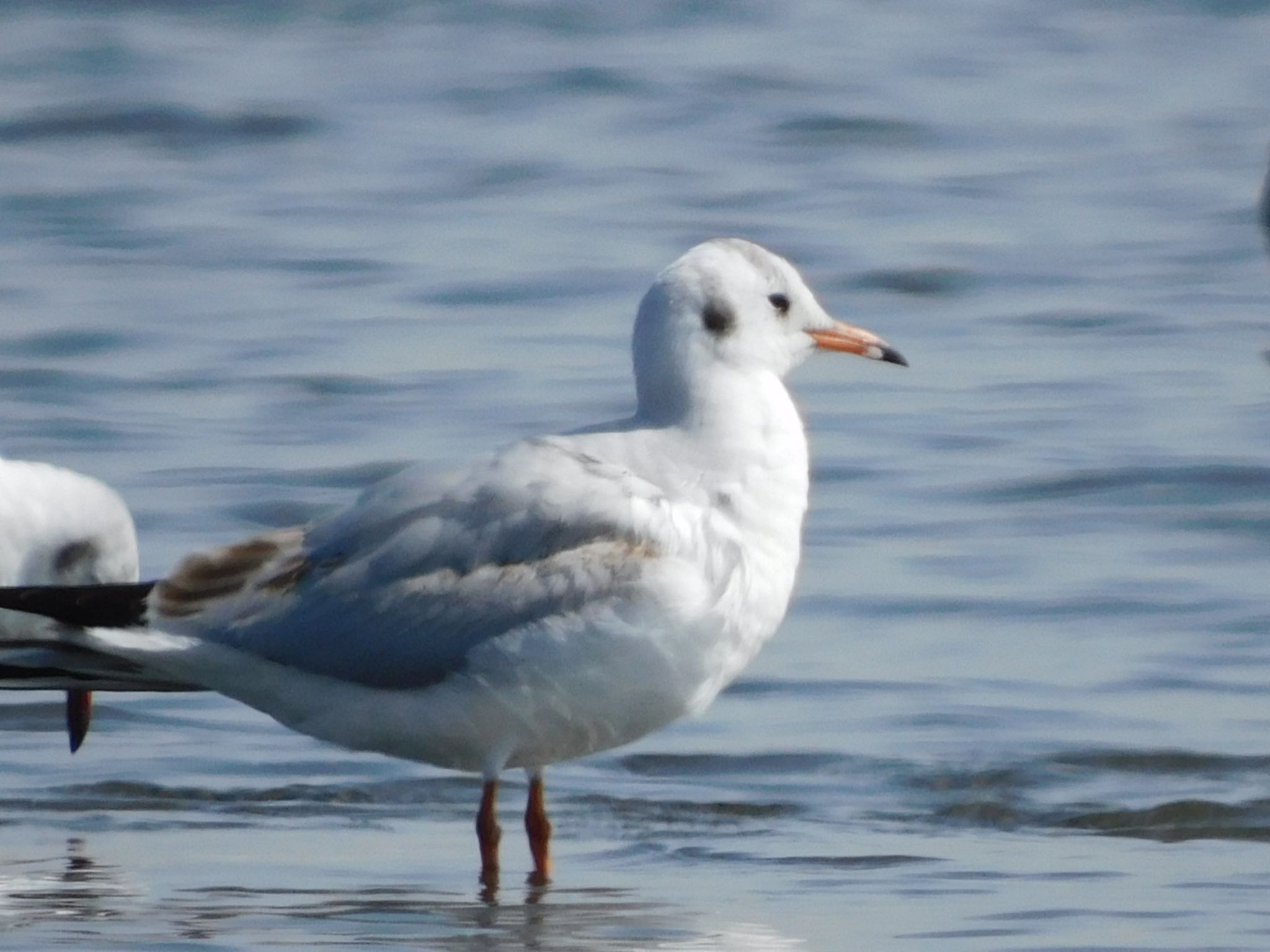 ふなばし三番瀬海浜公園 ユリカモメの写真 by ucello