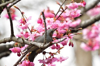 2022年3月26日(土) 長浜公園の野鳥観察記録