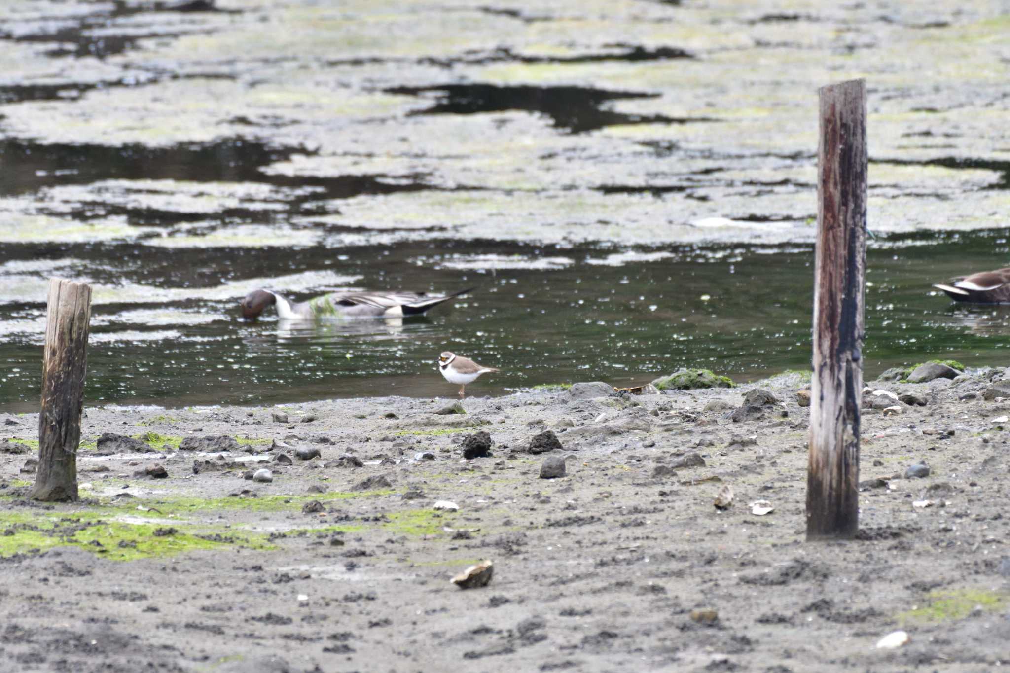 長浜公園 コチドリの写真