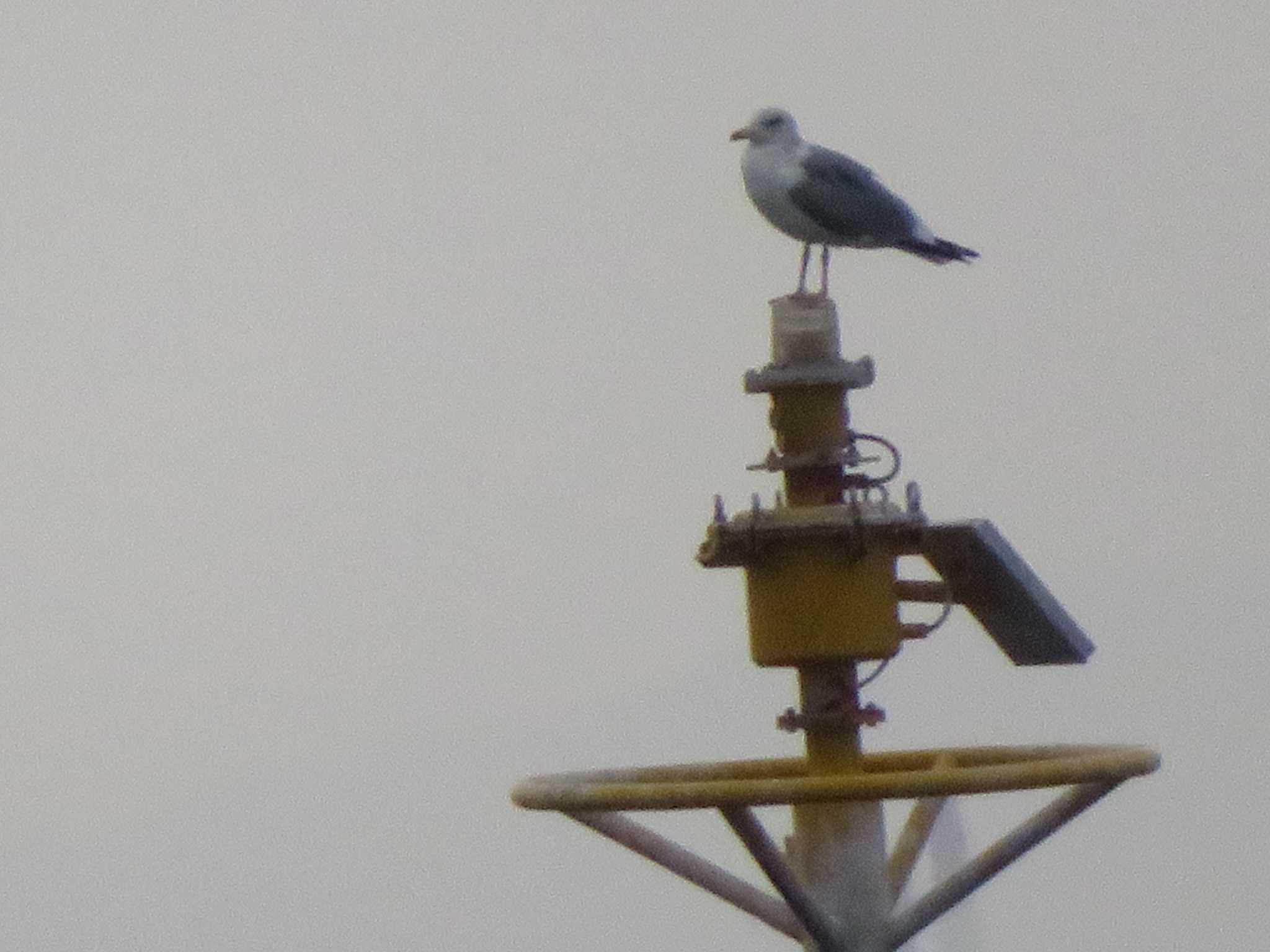 Photo of Common Gull at 芦屋市南芦屋浜公園 by Tsubasa Abu