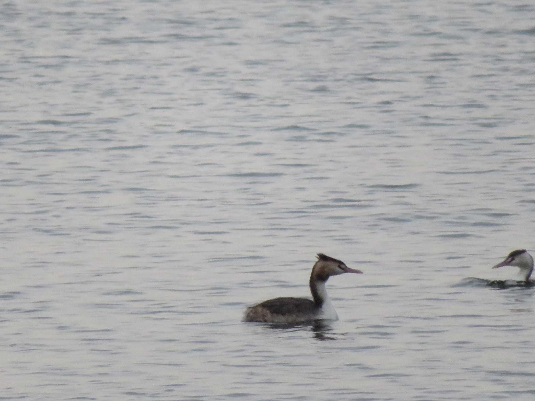 Great Crested Grebe