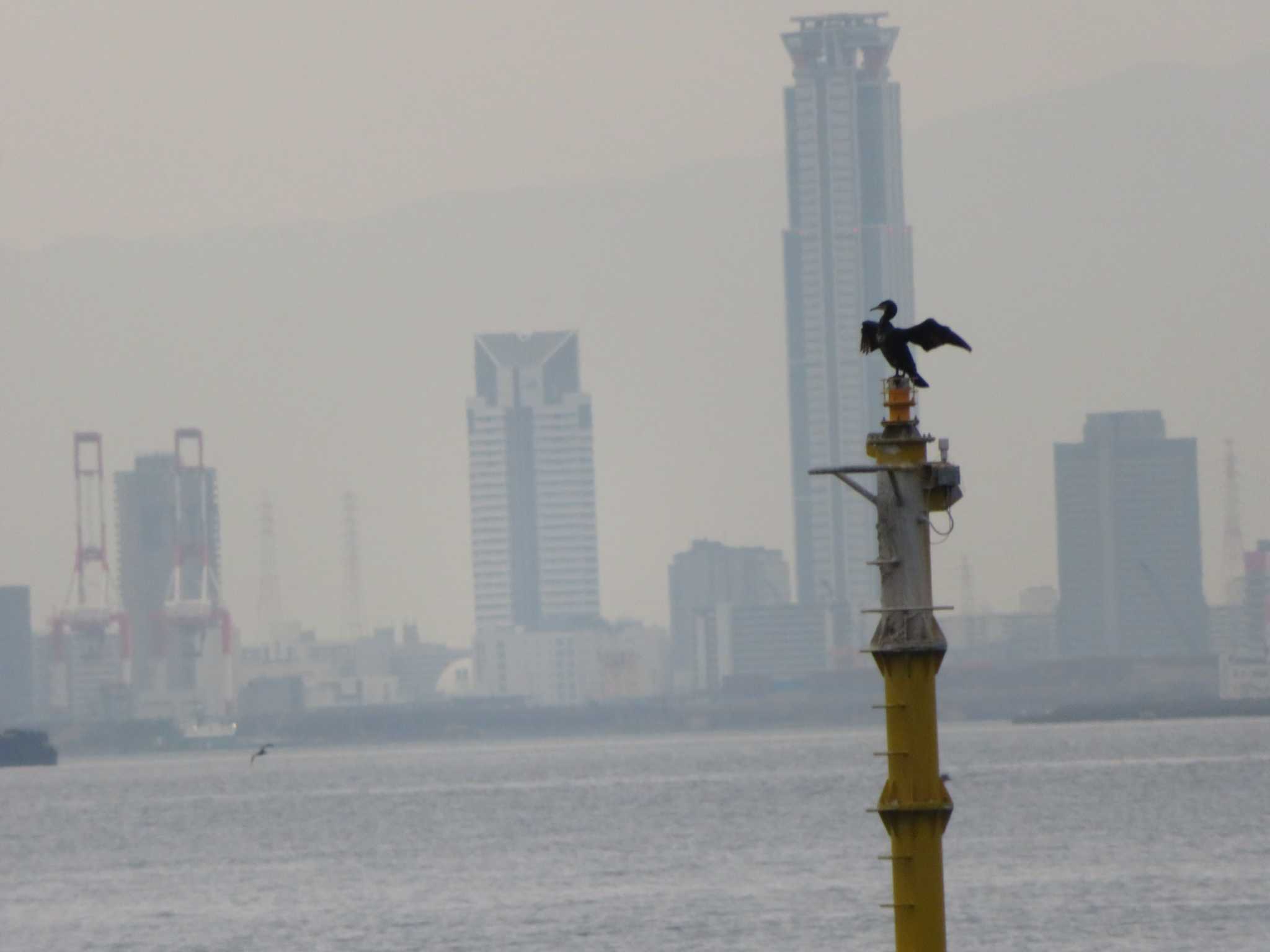 Great Cormorant