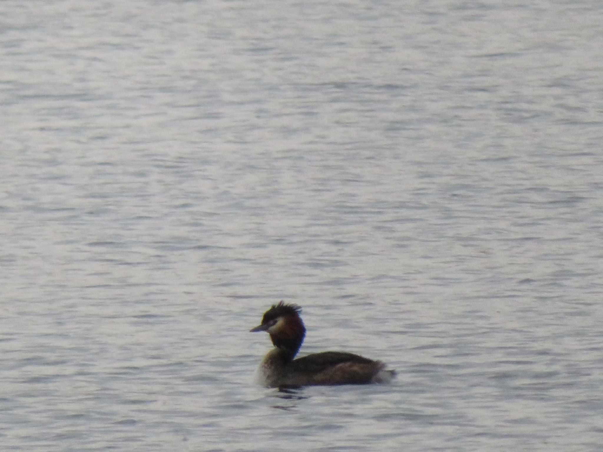 Great Crested Grebe