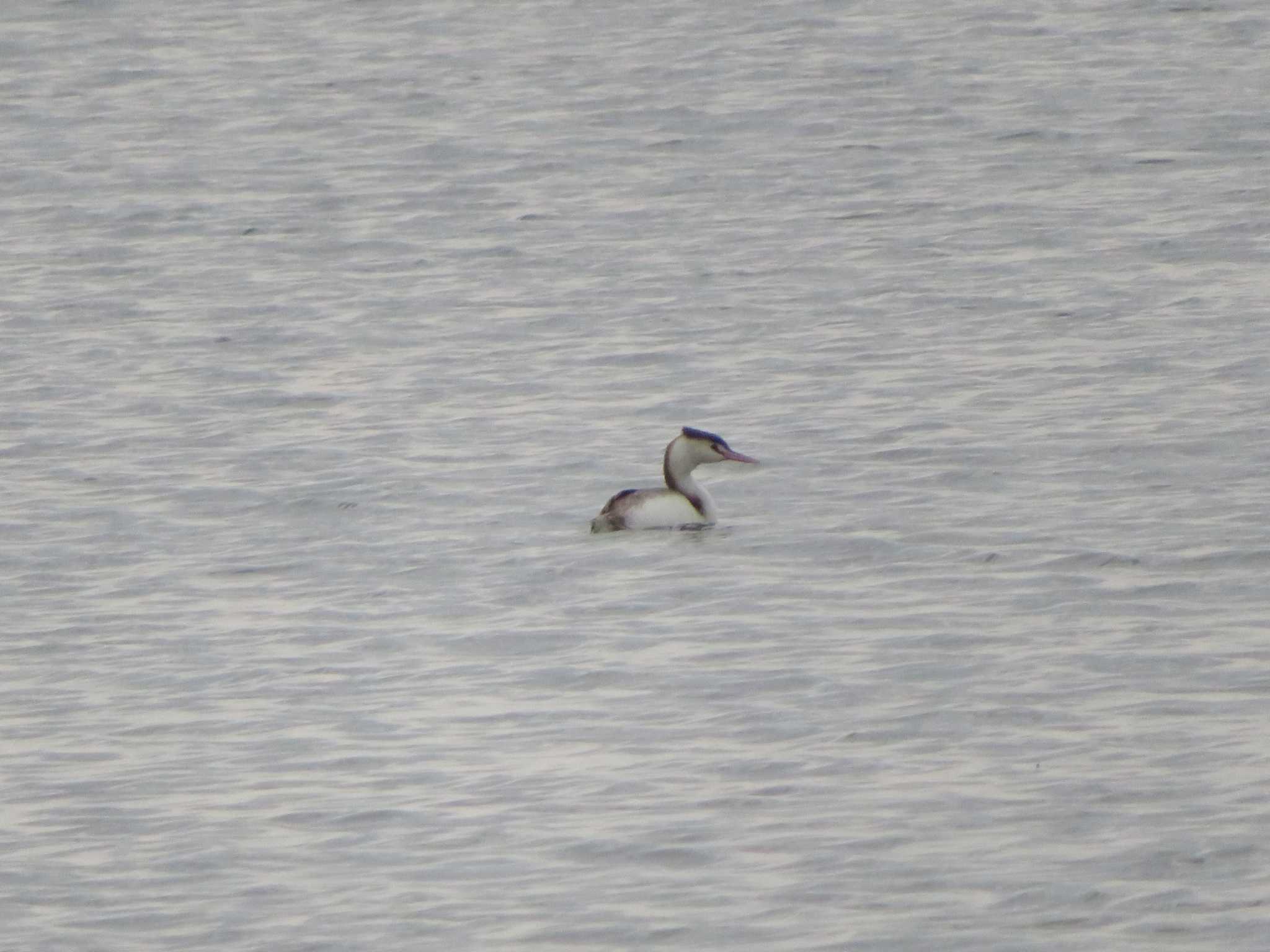 Great Crested Grebe