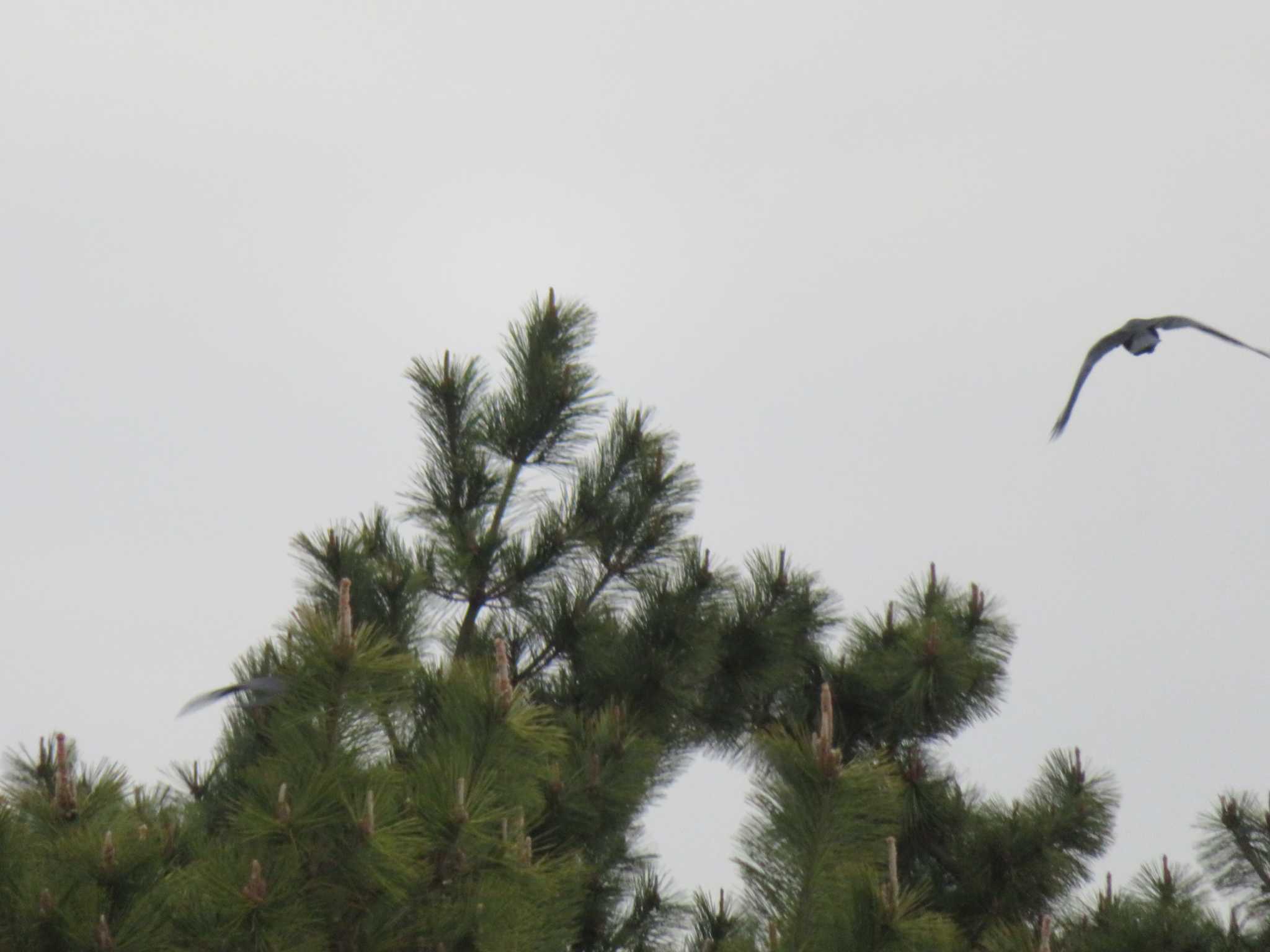 Photo of Large-billed Crow at 芦屋市南芦屋浜公園 by Tsubasa Abu