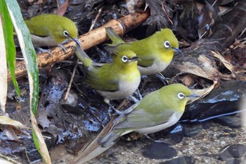 メジロ 愛知県名古屋市東山平和公園 2022年3月5日(土)