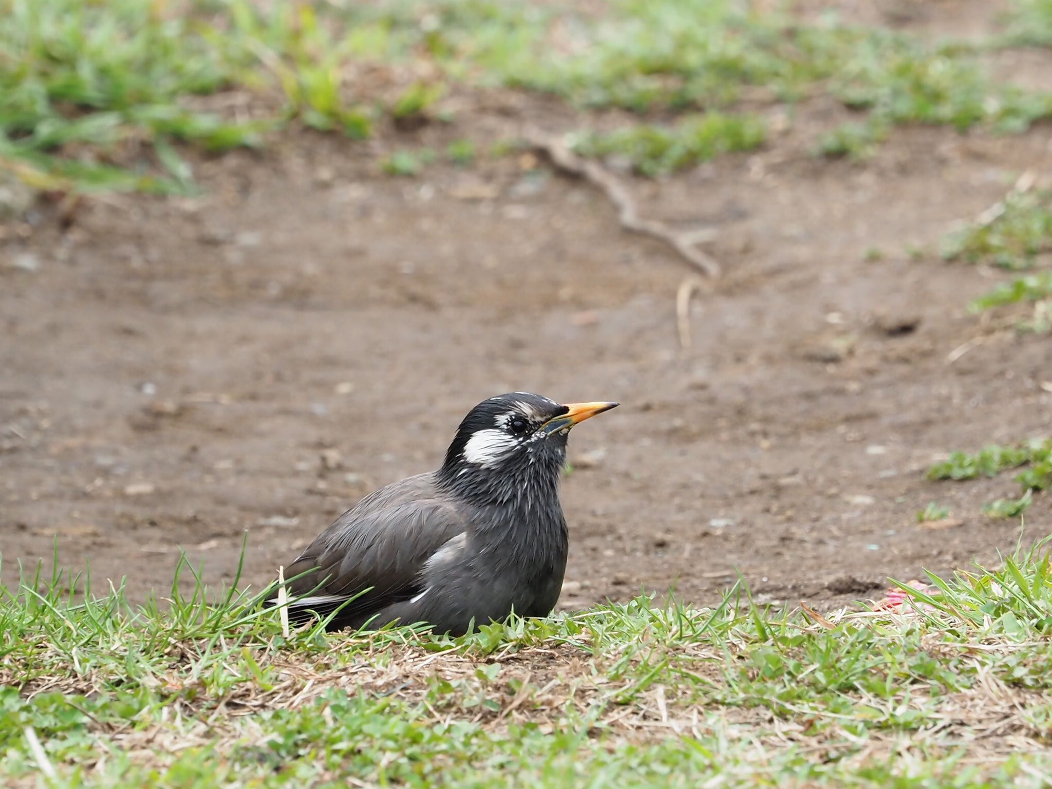 近所の公園で珍しくお座りしているムクドリみっけ。