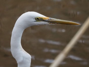 2022年3月26日(土) 白幡沼(さいたま市)の野鳥観察記録