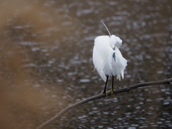 Little Egret 白幡沼(さいたま市) Sat, 3/26/2022