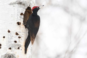 2022年3月26日(土) 真駒内公園の野鳥観察記録