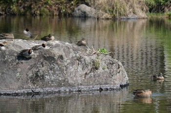 コガモ 江津湖 2022年3月24日(木)