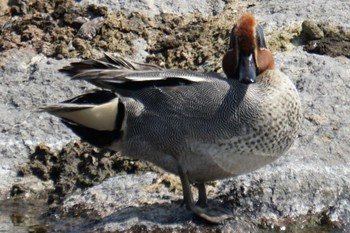 Eurasian Teal 江津湖 Thu, 3/24/2022