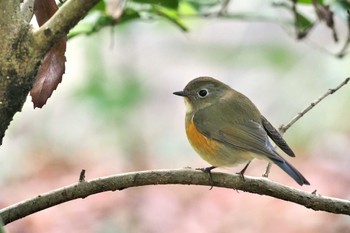 ルリビタキ 場所が不明 2022年3月23日(水)