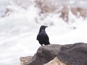 Sat, 3/26/2022 Birding report at 城ヶ島