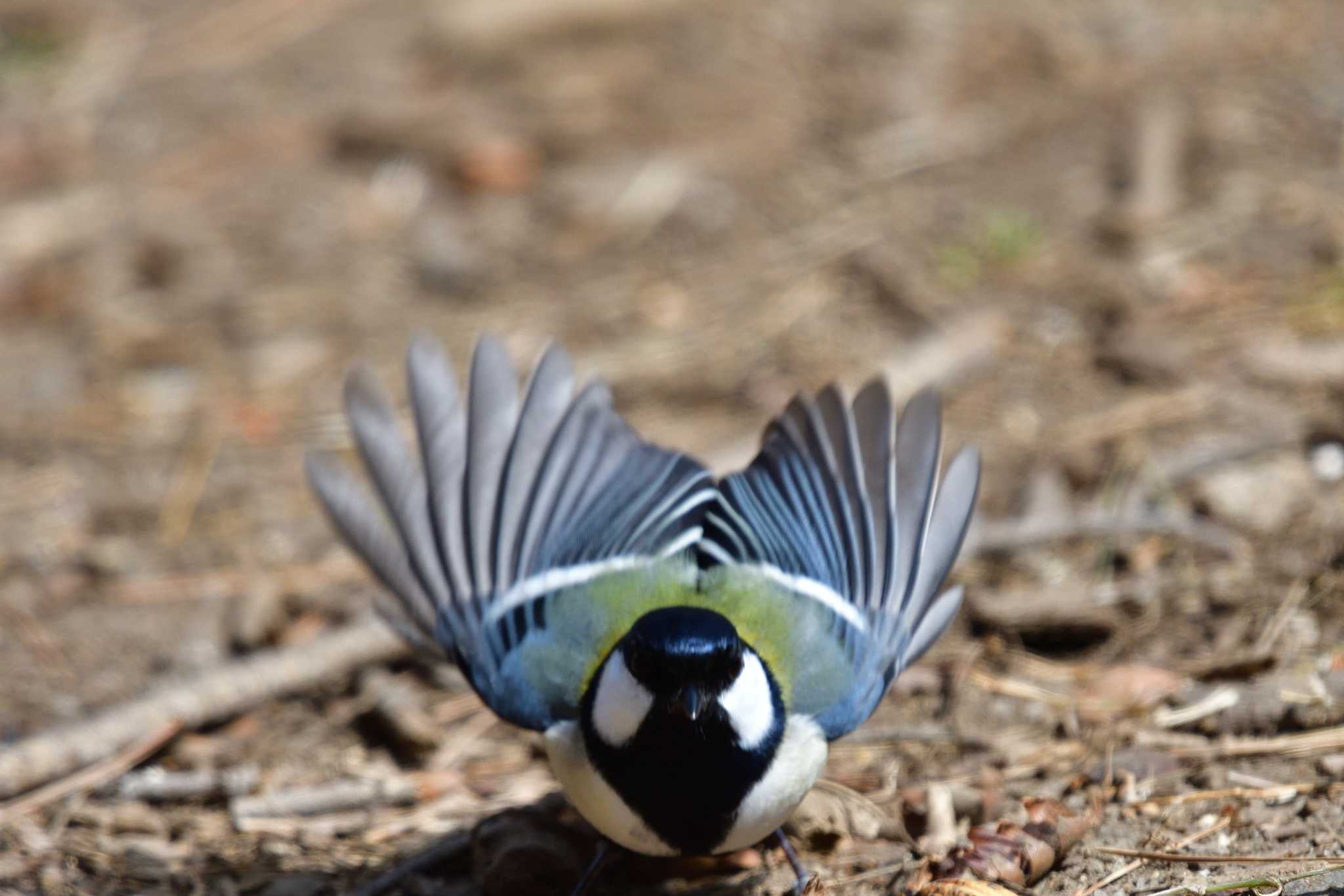 シジュウカラ