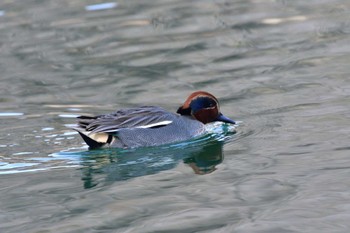 コガモ 嶺公園 2022年3月5日(土)