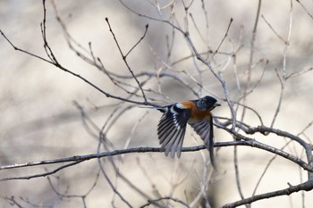 2022年3月5日(土) 嶺公園の野鳥観察記録