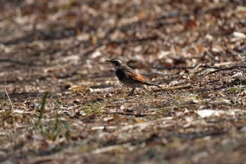 Dusky Thrush Mine Park Sat, 3/5/2022