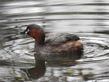 Little Grebe Meiji Jingu(Meiji Shrine) Sat, 3/26/2022